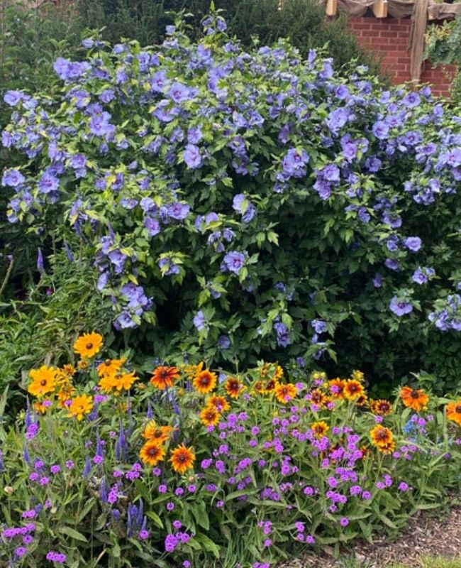 Photo scene of Blue Chiffon® Rose of Sharon planted in a garden with other colorful plants