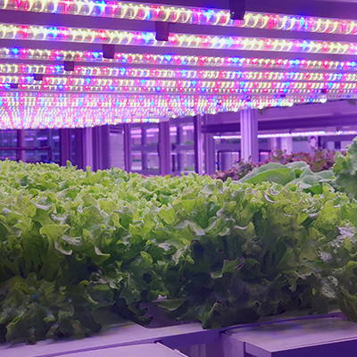 Leafy greens growing under targeted, traditional LED grow lights.