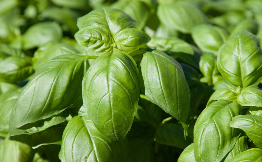 Basil plants growing for the production of Basil essential oil