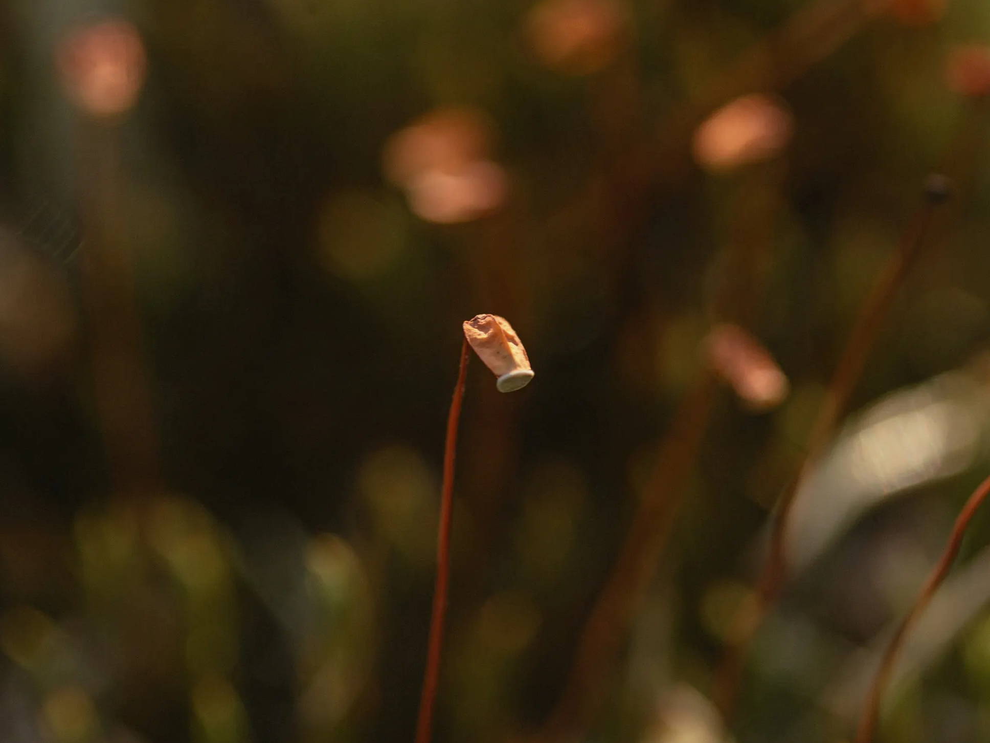 Closeup of a small flower bud