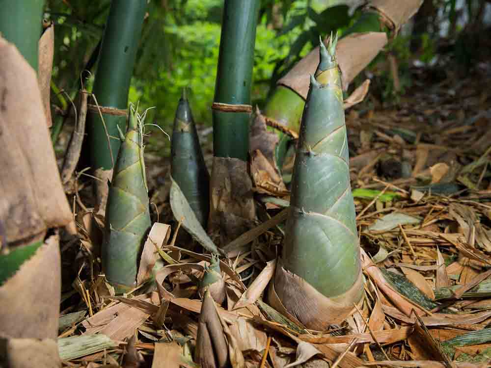 Bamboo Sprouting