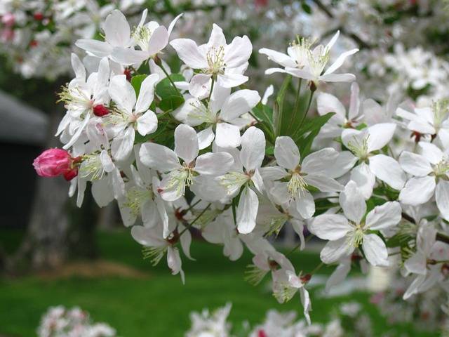 Crab apple blossom