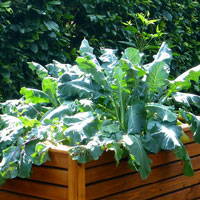 Leafy Greens growing in a raised garden bed