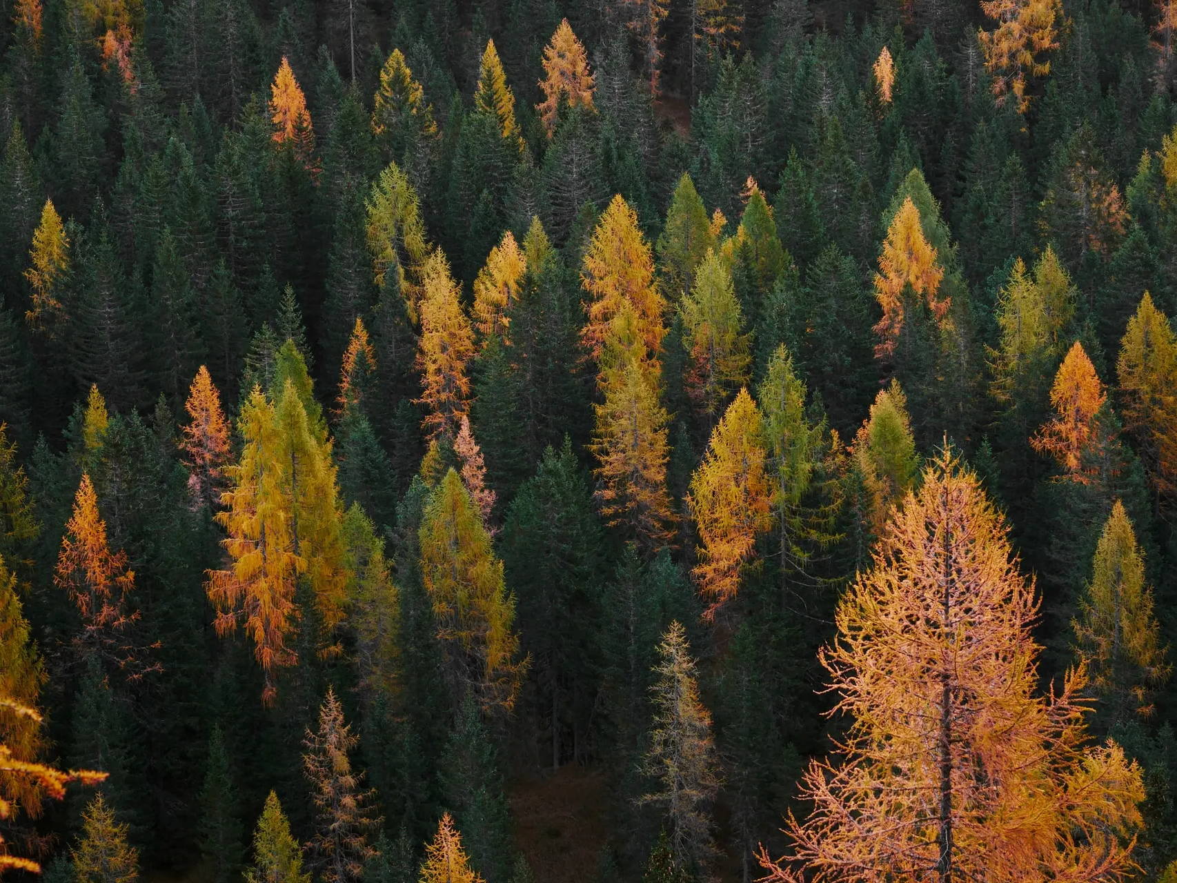 Green and yellow trees