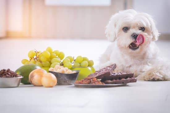 A small white dog lays next to a pile of various foods