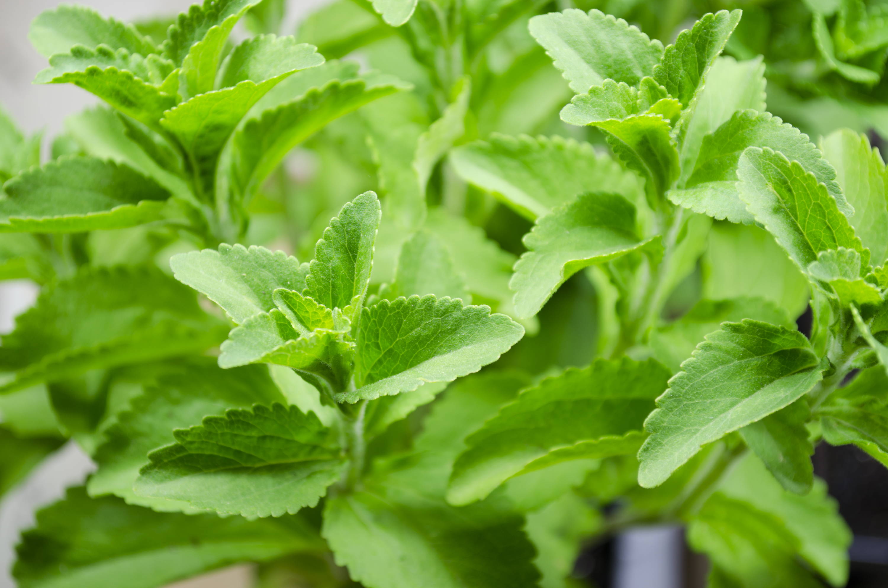 Close up of a stevia plant