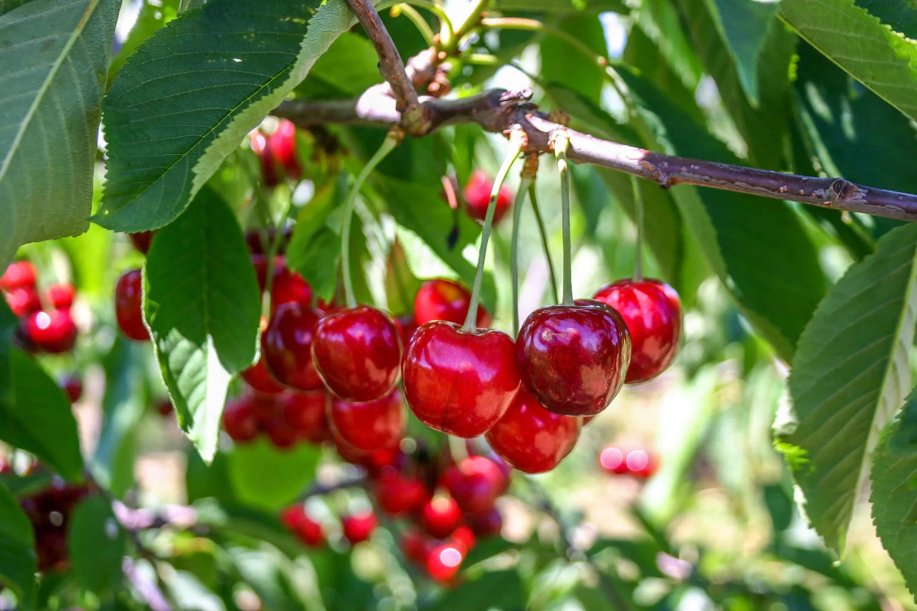 grow cherries