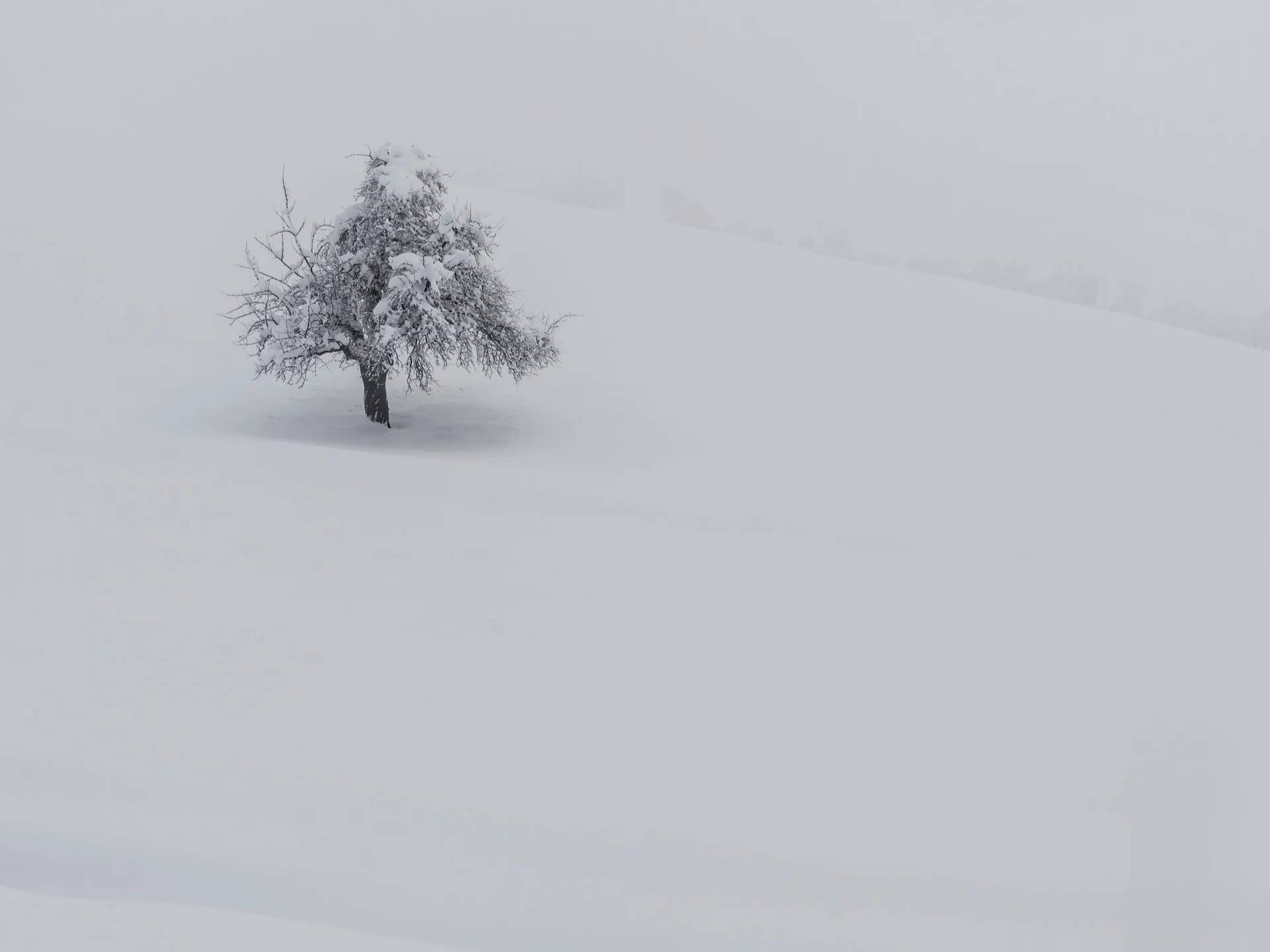 A tree amidst snow