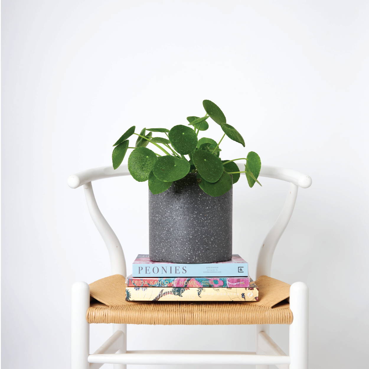 Chinese Money Plant and Books on Chair from The Good Plant Co
