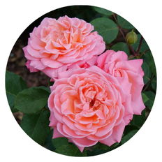Up close photo of 3 Rosa Reminiscent Coral 