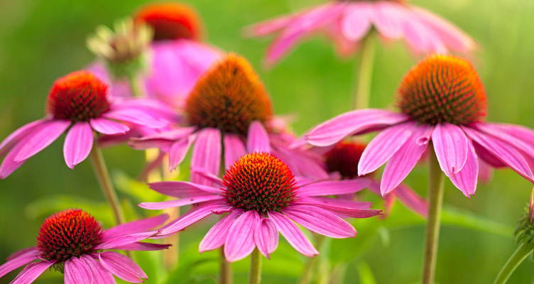 Echinacea (Rode Zonnehoed): de stralende laatbloeier