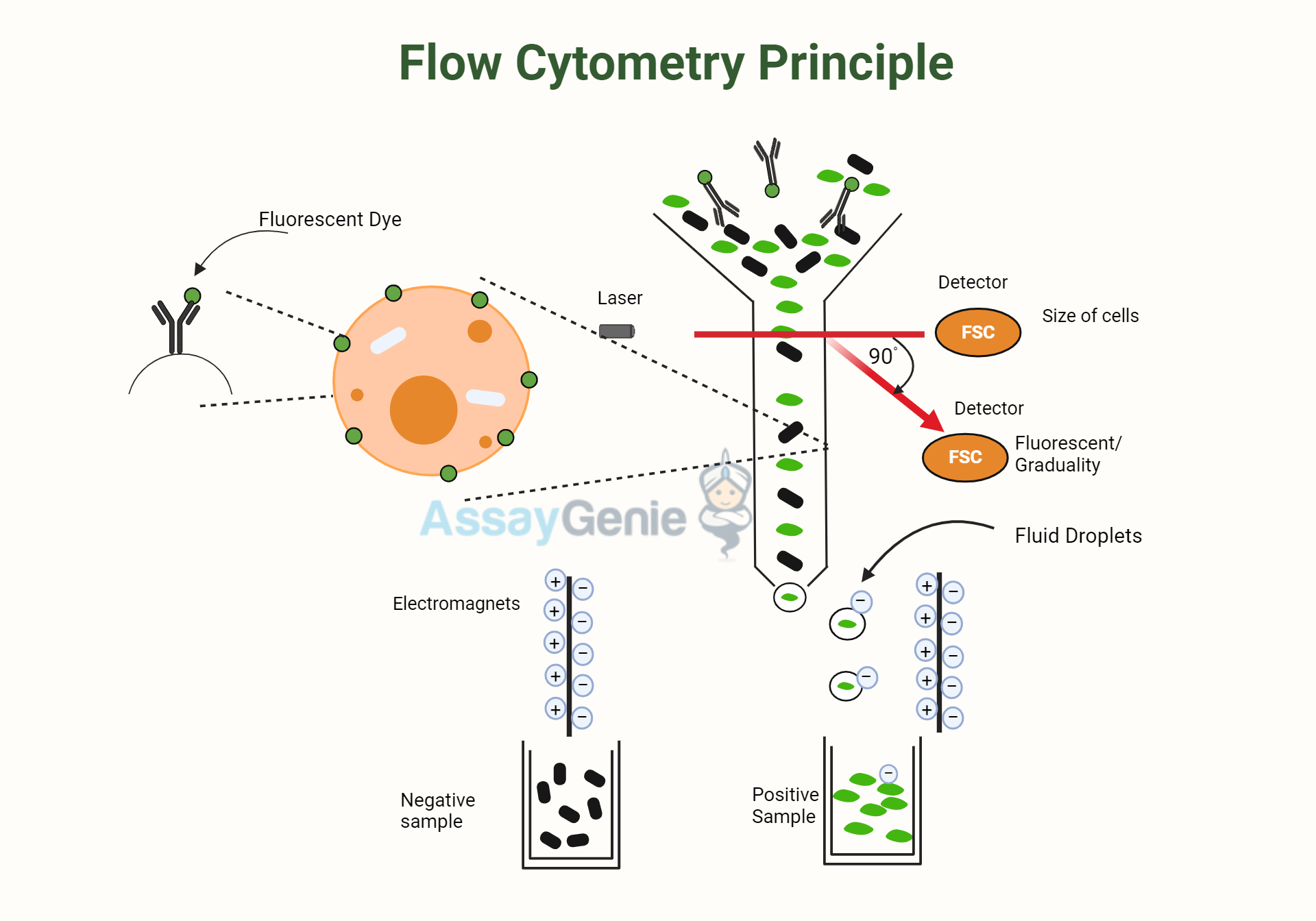 Flow Cytometry Principle