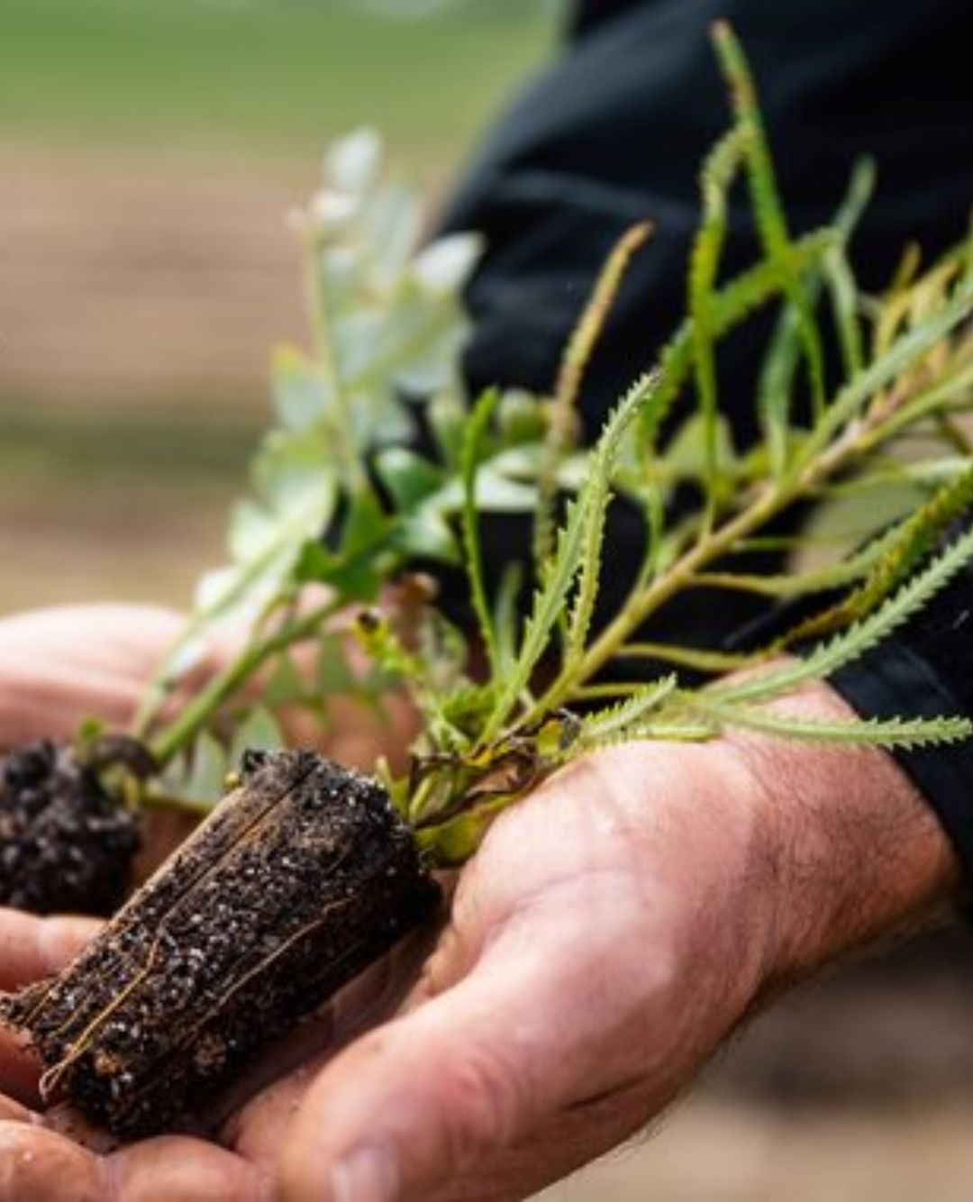 man holding young trees