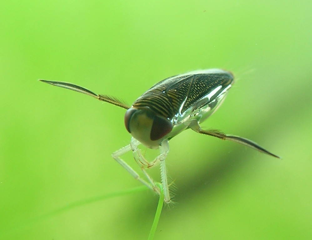 Swimming Pool Bugs: Treatment and Prevention