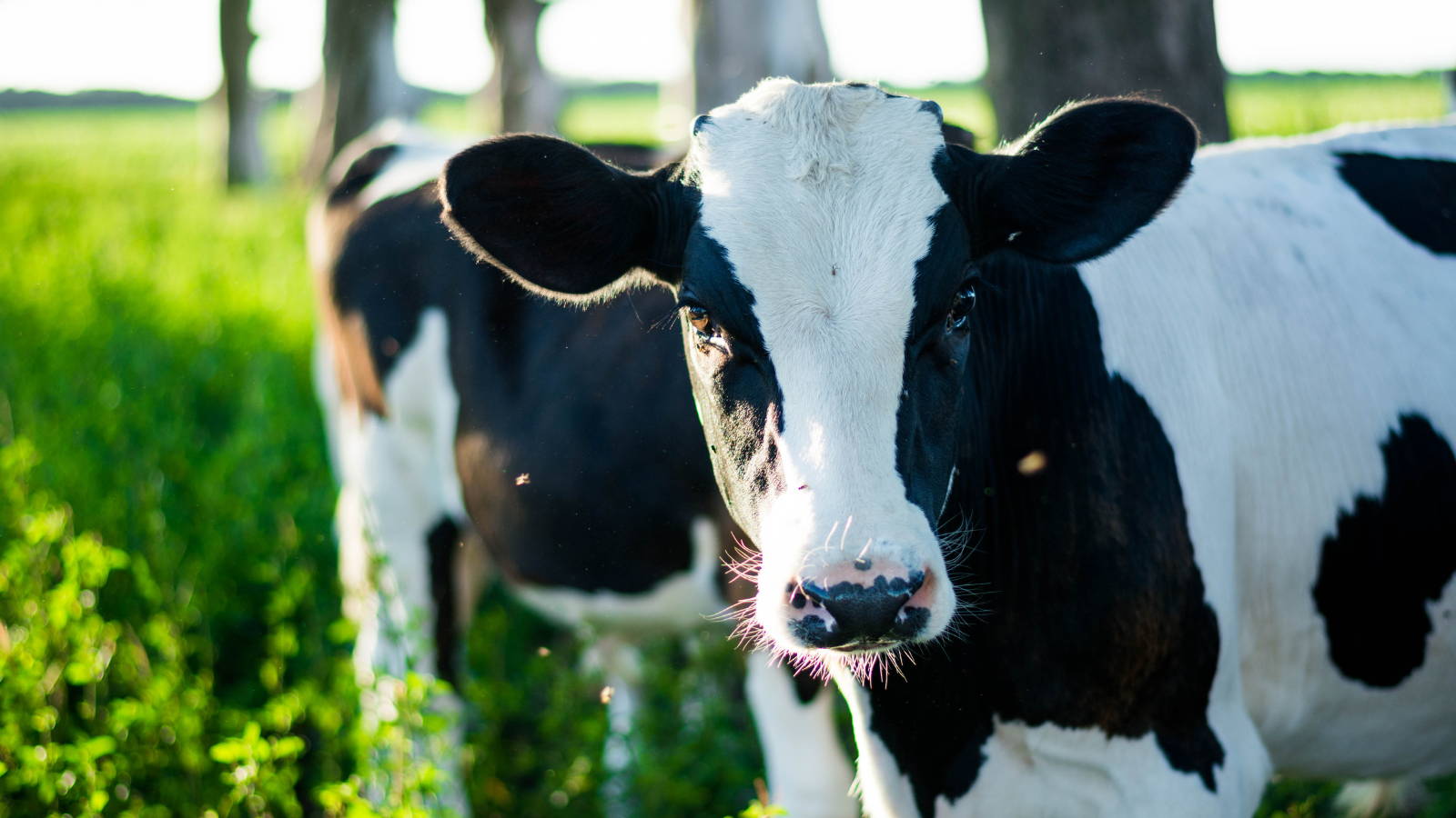 Close up of a cow in a green field