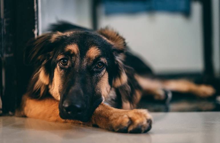 rottie shepherds are the perfect mix of german shepherd and rottweiler