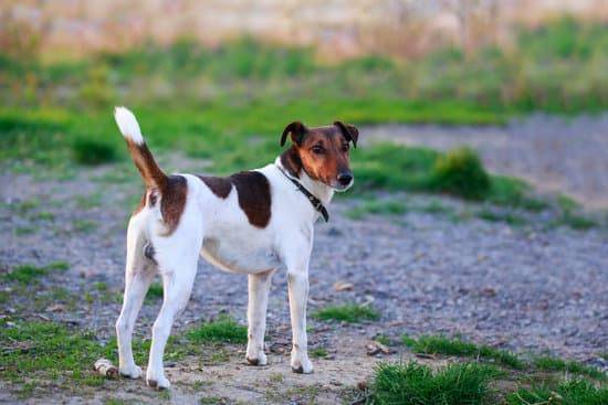 A smooth fox terrier stands on a dirt and gravel path with its tail pointed up