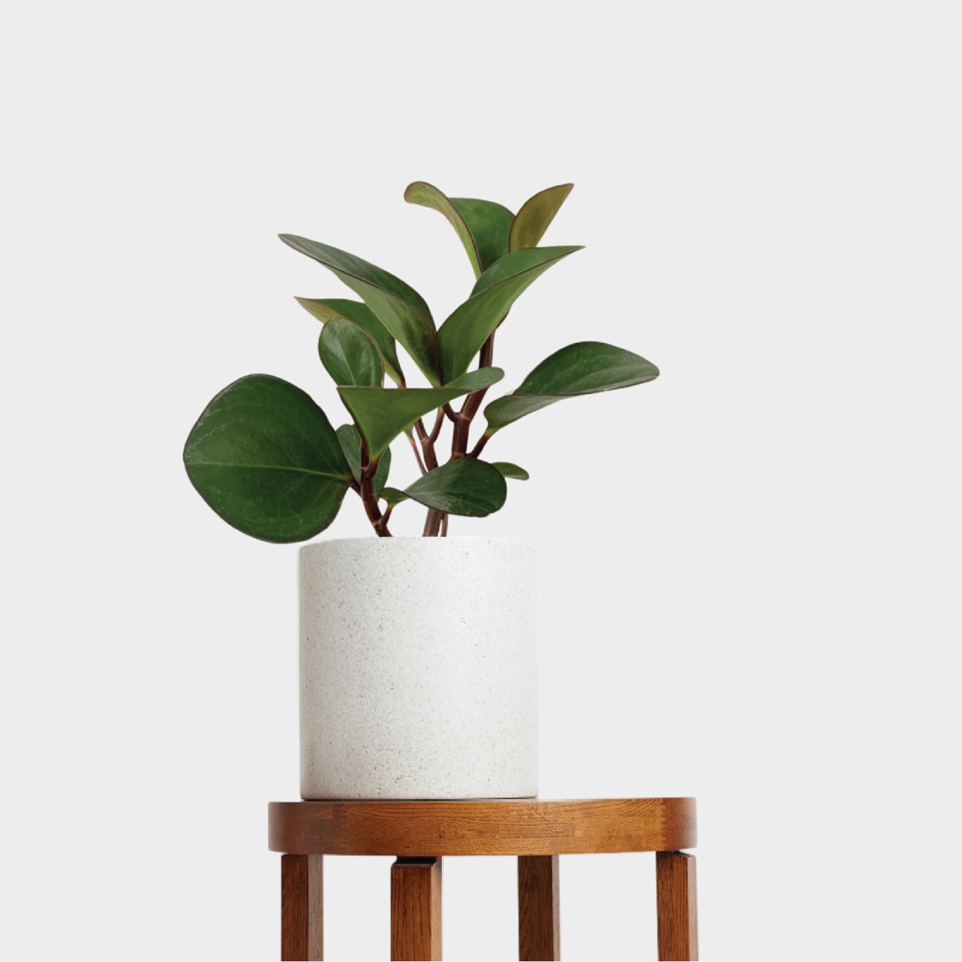 Beautiful Red Edge Peperomia Indoor plant in white pot on timber table from The Good Plant Co