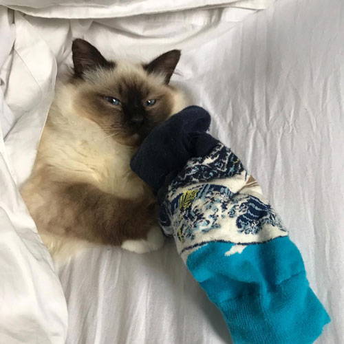 A cat lying on a bed next to a woolen sock
