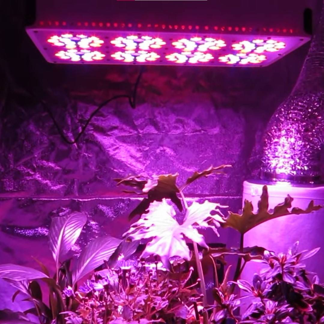 LED Grow Lights in Grow Tent