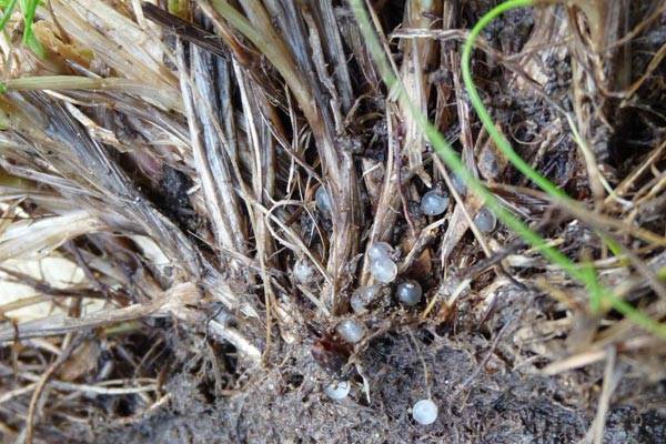 Slug Eggs