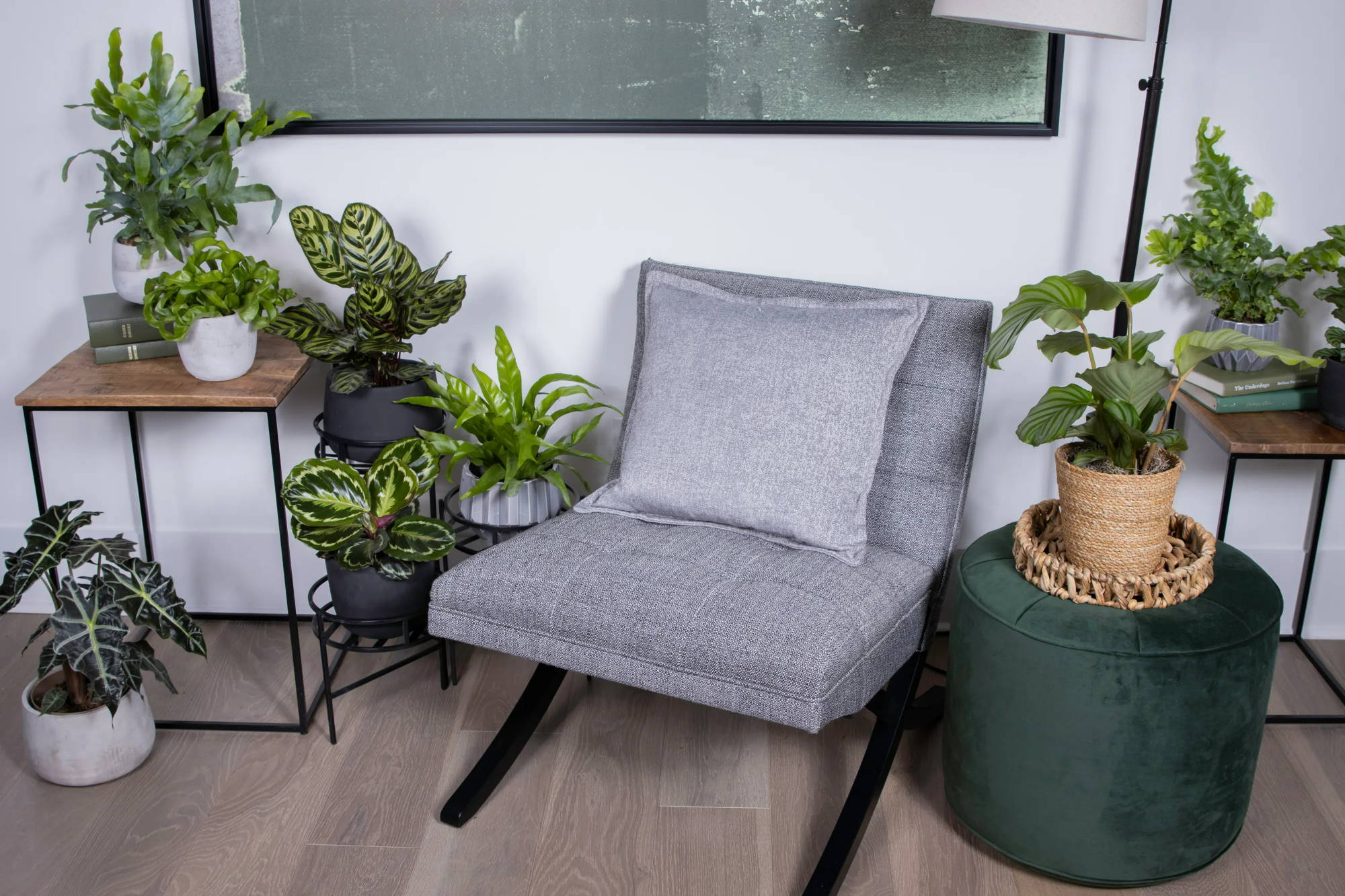 Proven Winners Direct™ | Buy Plants Online