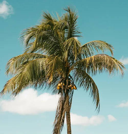 Blue skies and three palm trees