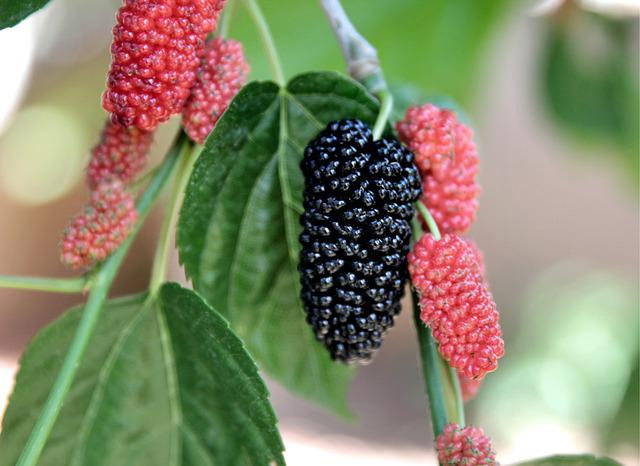 Mulberry Tree Leaves and Fruit, produce