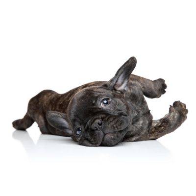 Bone Idol Puppy Guide, Puppy Admin, Micro-chipping, Dog Tags, Frenchie, French Bull Dog, Bone Idol Puppy Food, Healthy Dog Food