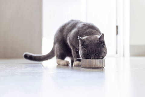 Learn about a cat anti inflammatory diet versus a cat diet that may cause inflammation