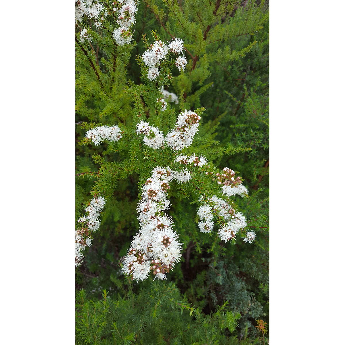 Kunzea plant