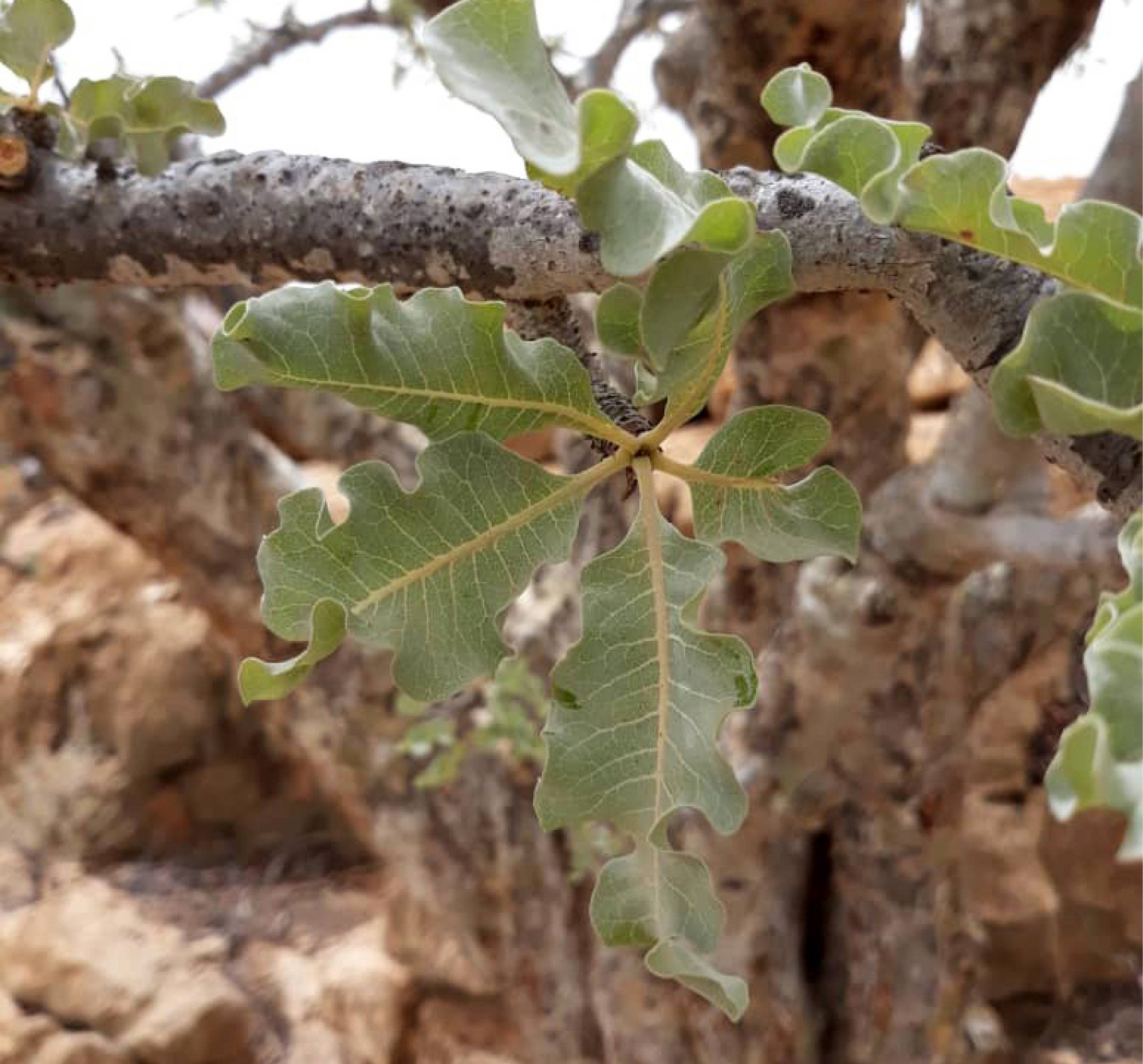 occulta leaf