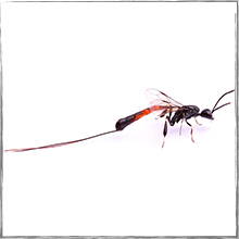 Jump down to Braconid Wasp