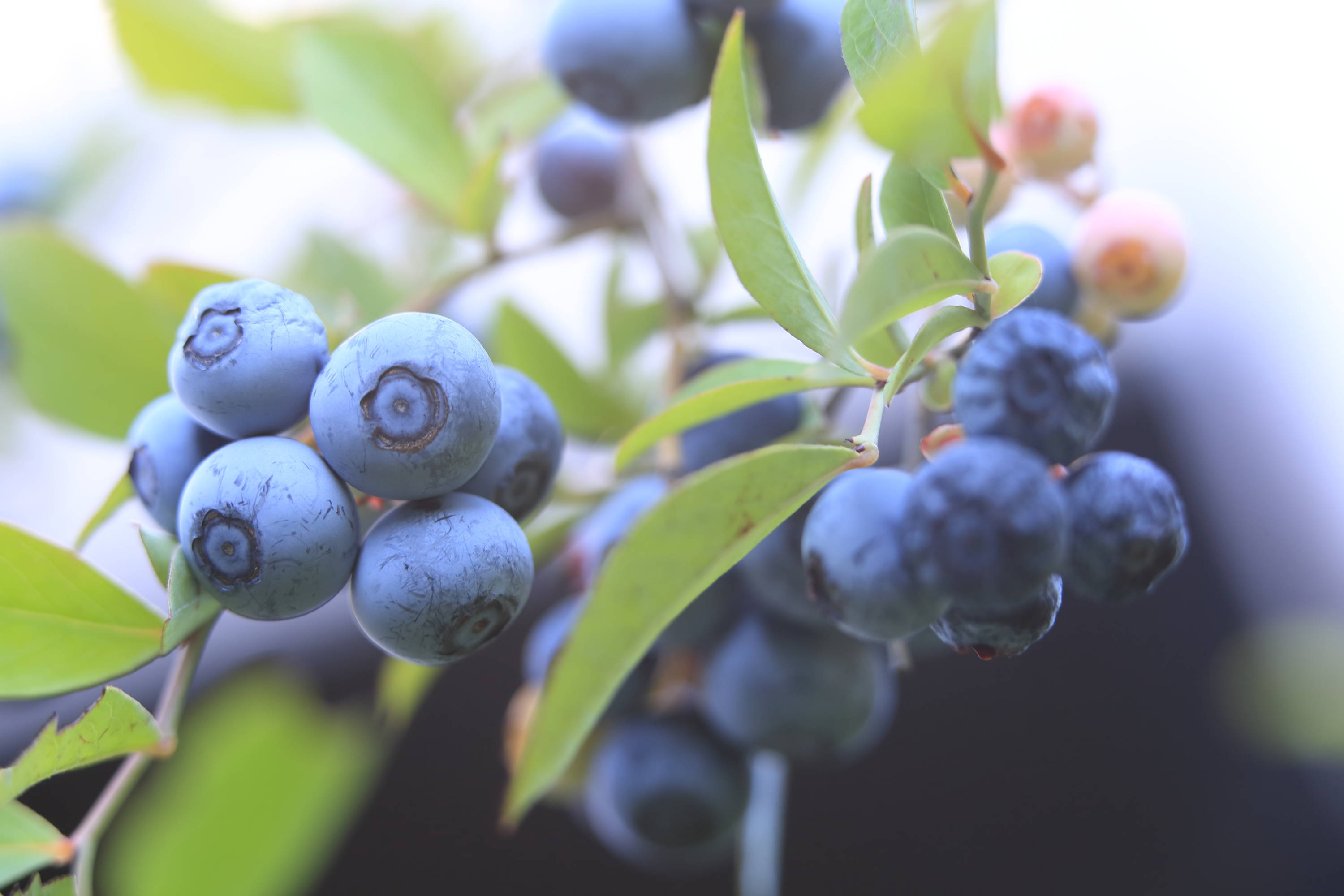 Blueberries plant on vine