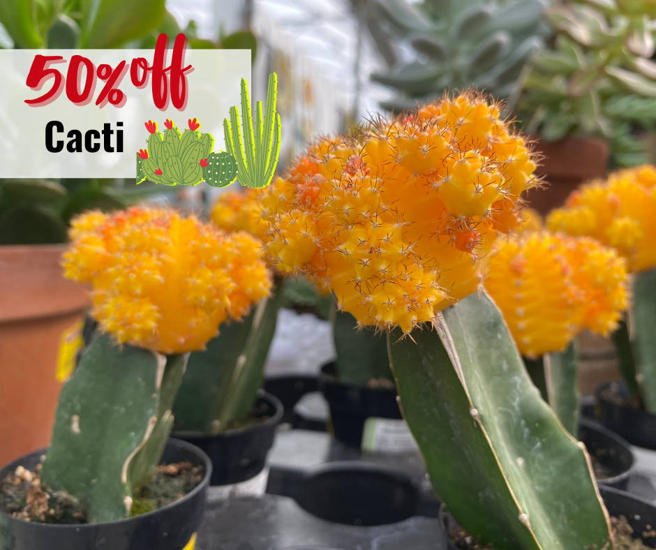 50% off cacti