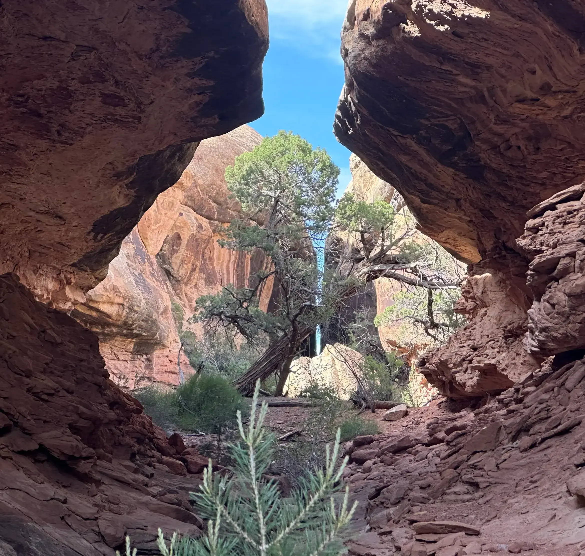 Tree centered in rock formations