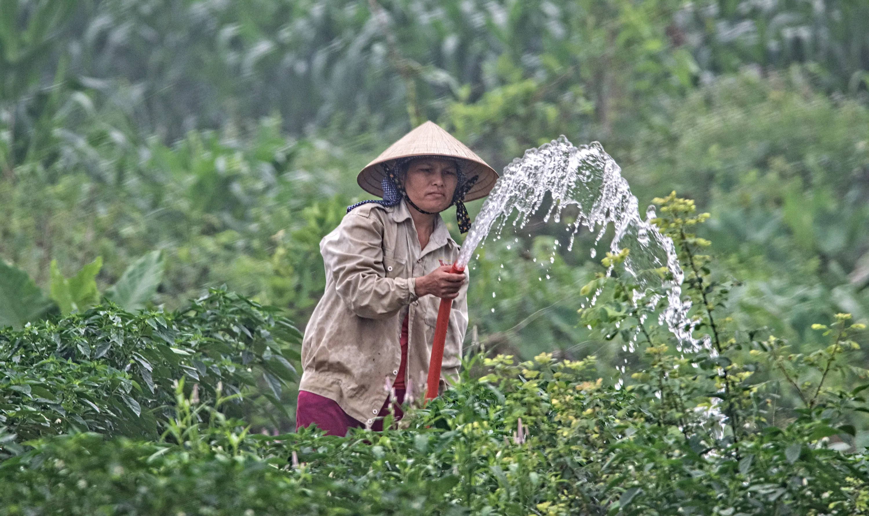 Woman watering crops for farming