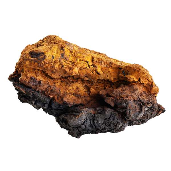 Chaga