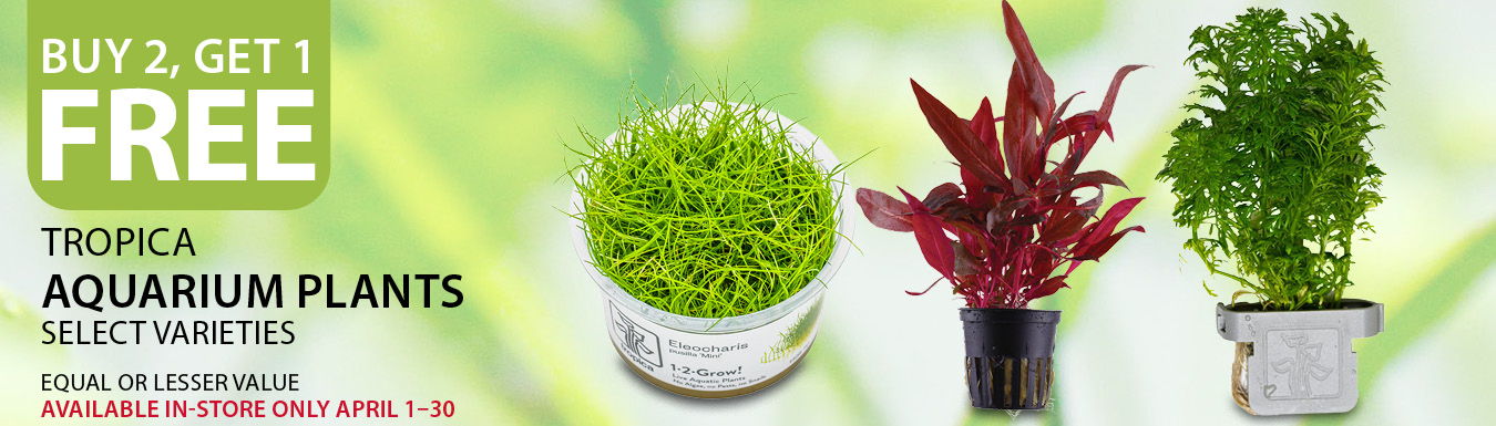 Buy 2, get 1 free Tropica Aquarium Plants. Select varieties. Equal or lesser value. Available in-store only April 1–30