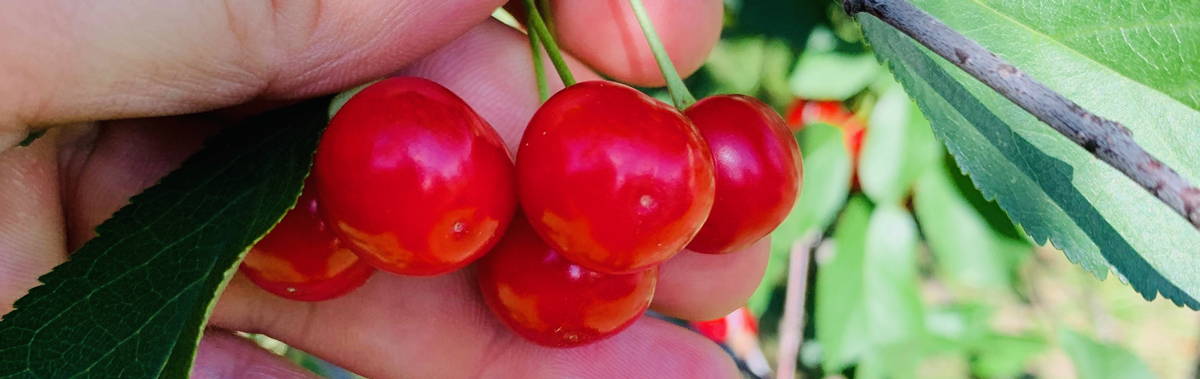 cherries on a tree