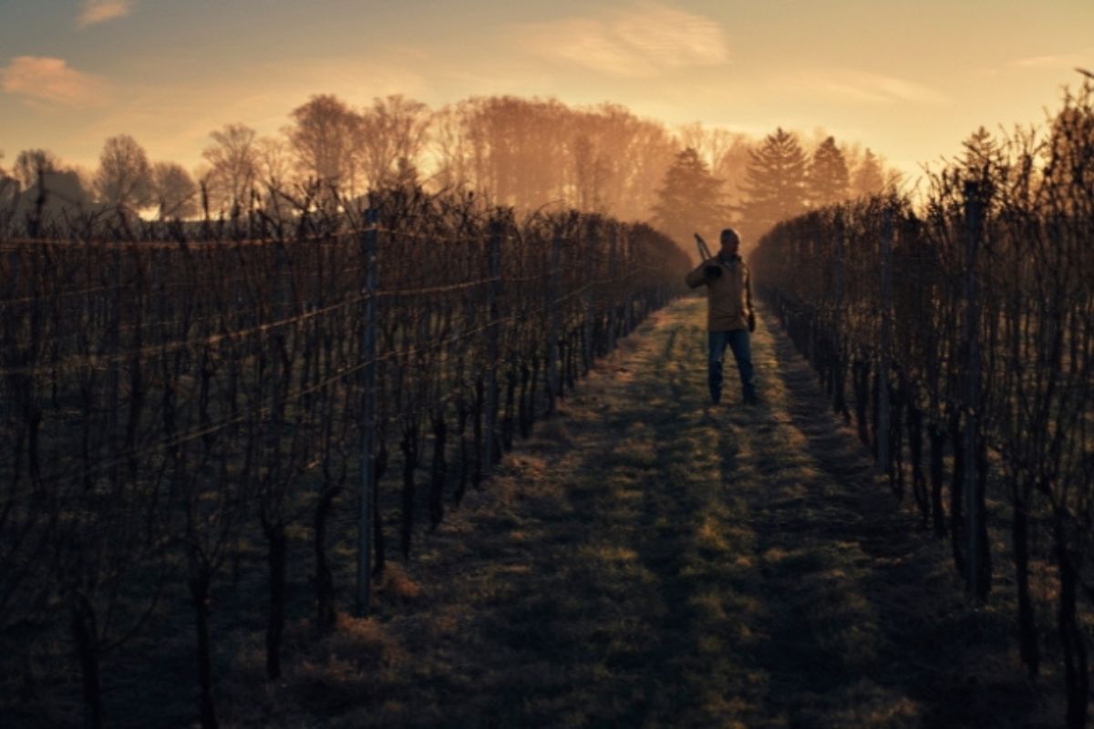Person walking through a vineyard at sunset, surrounded by rows of grapevines.