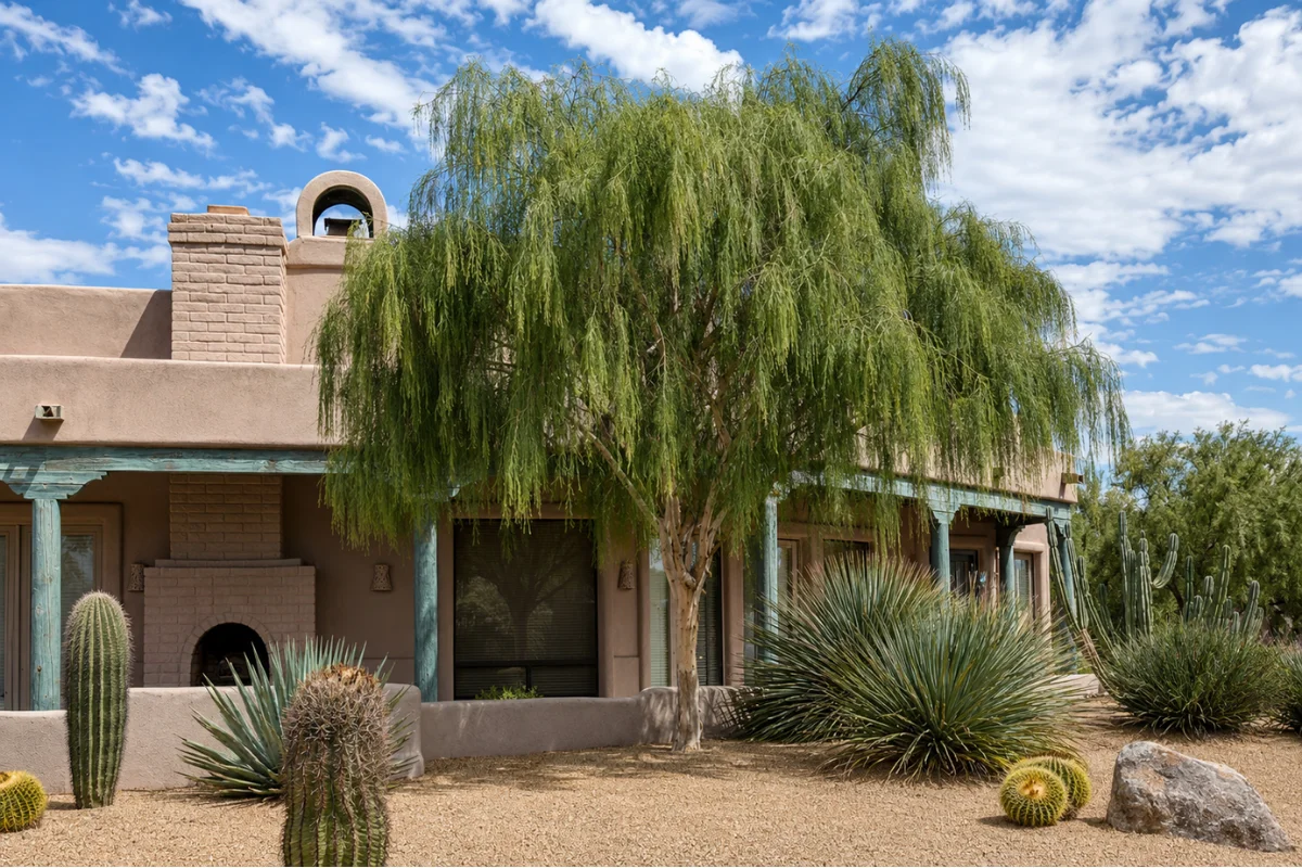 Palo Blanco (Acacia willardiana) tree with graceful weeping foliage growing in a Tucson desert landscape beside a Southwestern-style home.