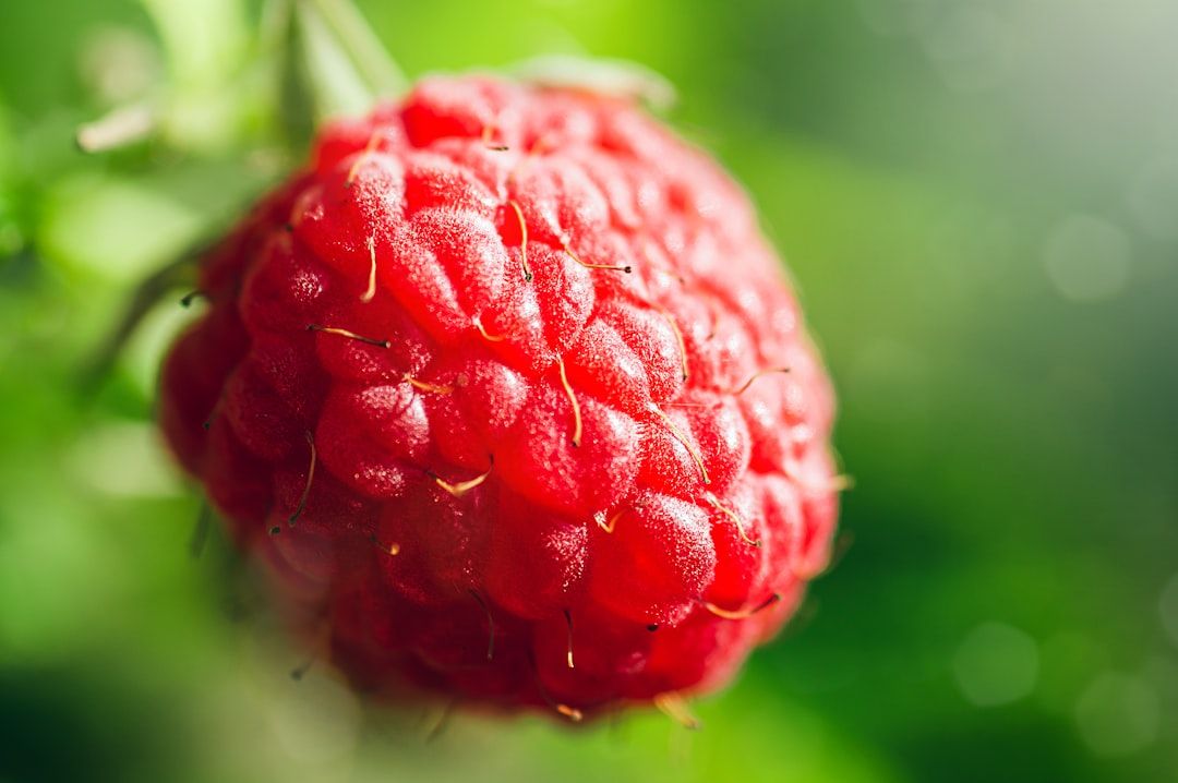 A close up of a raspberry on a bush