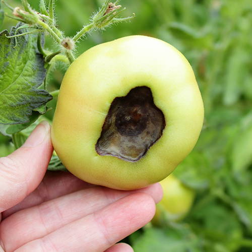 Tomato with Blossom End Rot (BER)