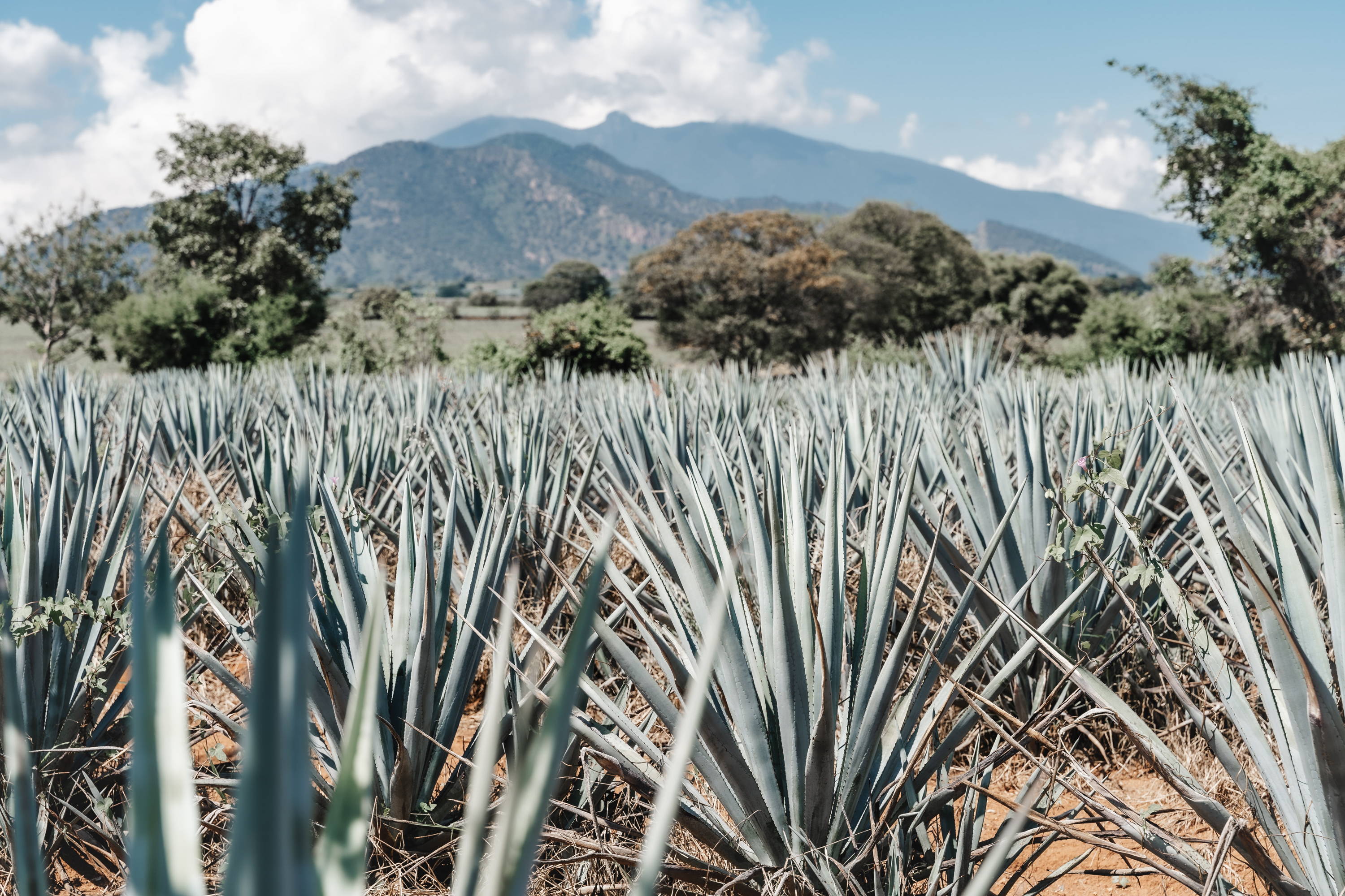 Tequila: A Taste of Mexico in Every Sip