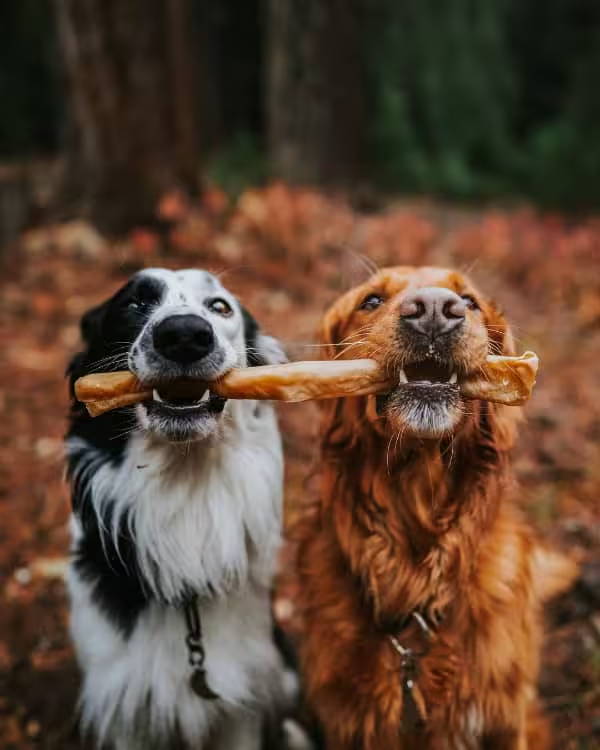 Photo of a dog eating a candy cane chew