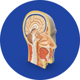 Anatomical model of a human head showing internal structures.