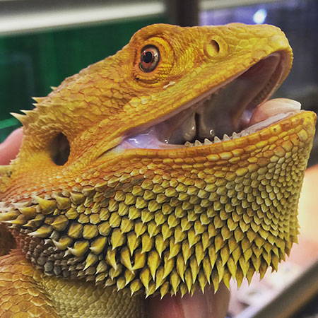 uv light for bearded dragon pets at home