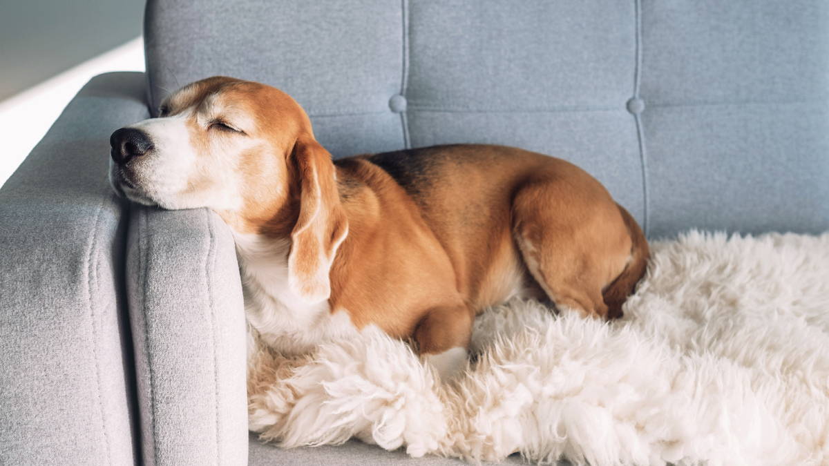 A brown dog sleeps with its head on the arm of a couch