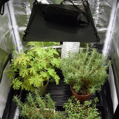 A Horticulture Lighting Group LED grow light growing shrubs.